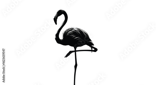 Dark flamingo standing on one leg, a silhouette of a tropical bird, wildlife photography