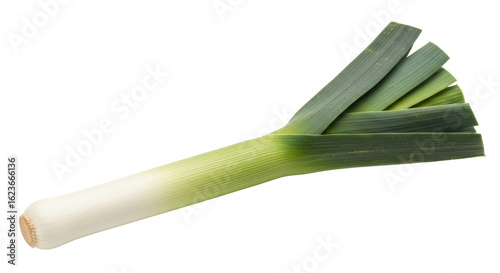 Obraz na płótnie Isolated fresh leek vegetable