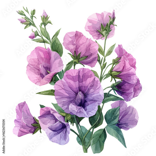 Garden Pea Flower, watercolor drawing vector, isolated on a white background.