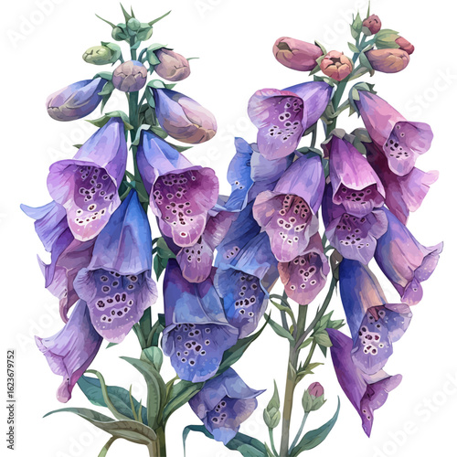 Foxglove Flower, watercolor vector, isolated on a white background.