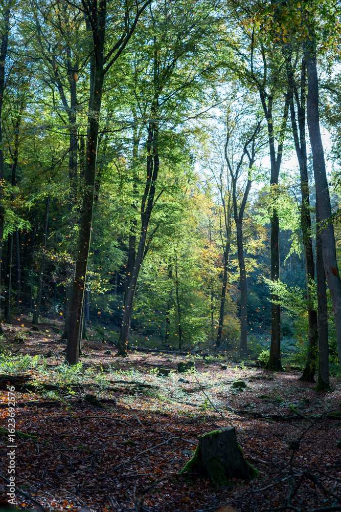 Fototapeta premium Magical Autumn Forest with Falling Leaves and Dappled Sunlight