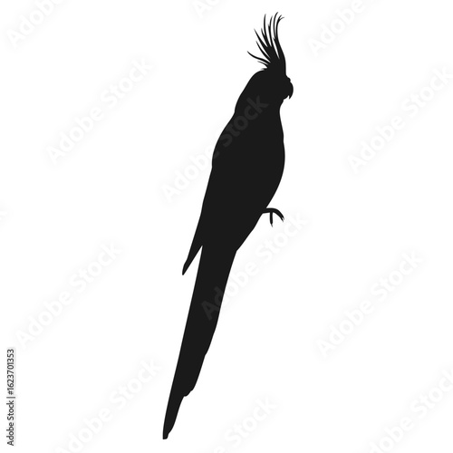black and yellow macaw