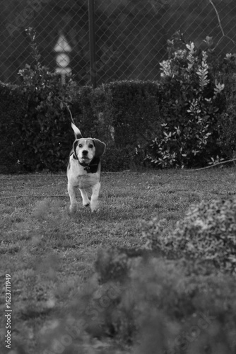 Beautiful and happy border collie puppy joueton
