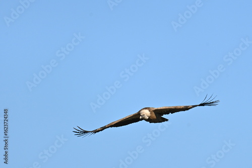 Foto vulture in flight