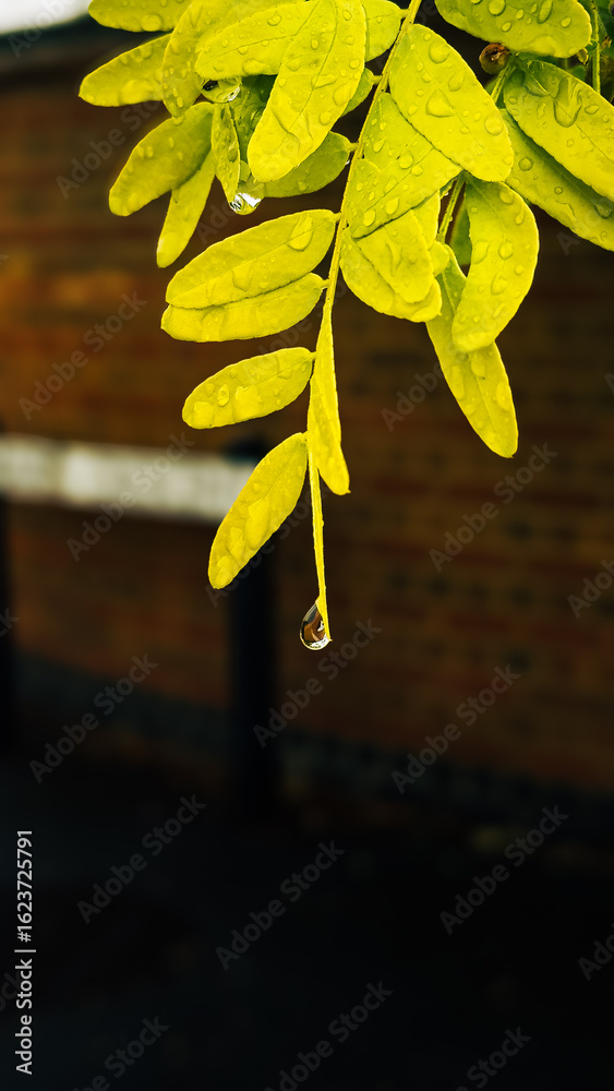 Obraz premium yellow autumn leaves