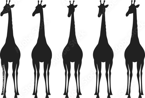 Row of Five Black Silhouette Giraffes Facing Forward on White Background animal wildlife