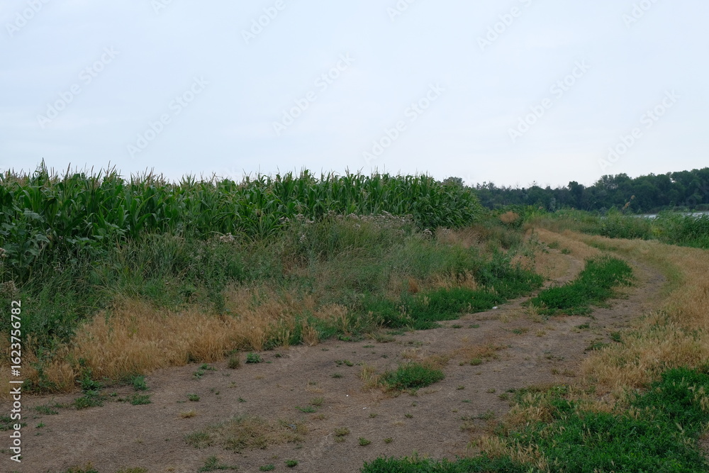 Fototapeta premium Rural Landscape with Solar Panels and Pond in Summer