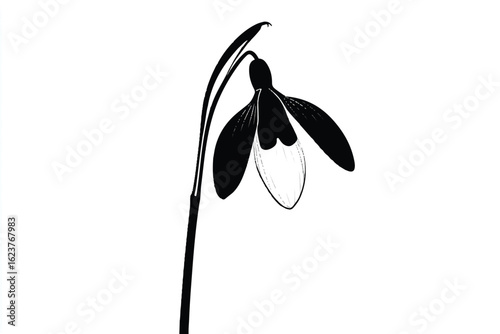 Elegant snowdrop flower blossom in black and white minimalist design for spring time cards and botanical illustrations
