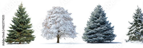 Four distinct trees stand against a pristine white background offering a wintery forest scene for holiday designs