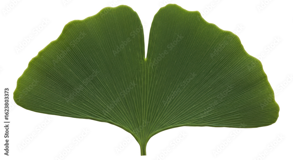 Fototapeta premium Isolated Ginkgo Leaf