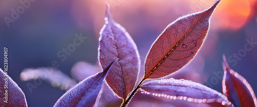 lose Up of Dew Covered Leaves with Soft Purple and Pink Blurred Background