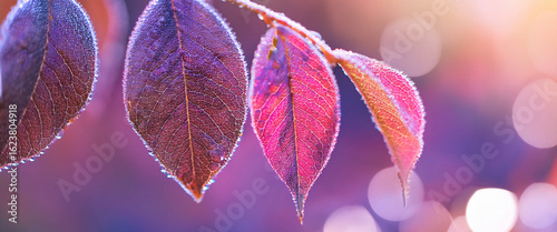lose Up of Dew Covered Leaves with Soft Purple and Pink Blurred Background