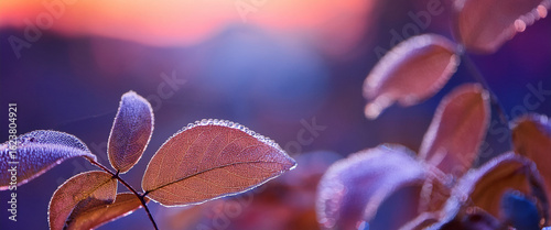 lose Up of Dew Covered Leaves with Soft Purple and Pink Blurred Background