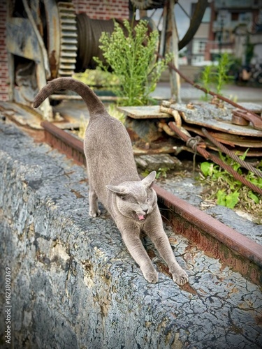Cat stretching 