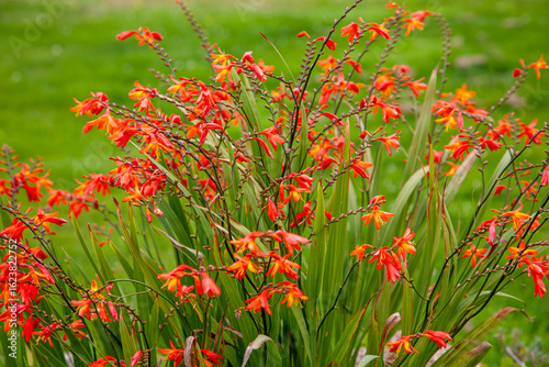 Montbretien (Crocosmia)