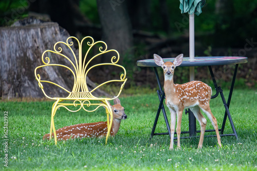 Pair of fawns by a table in a suburban New Jersey backyard.