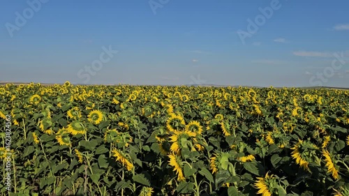 A field of yellow flowers