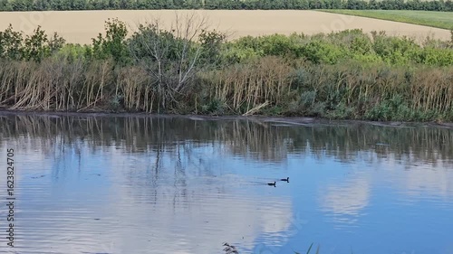 A bird swimming in a pond