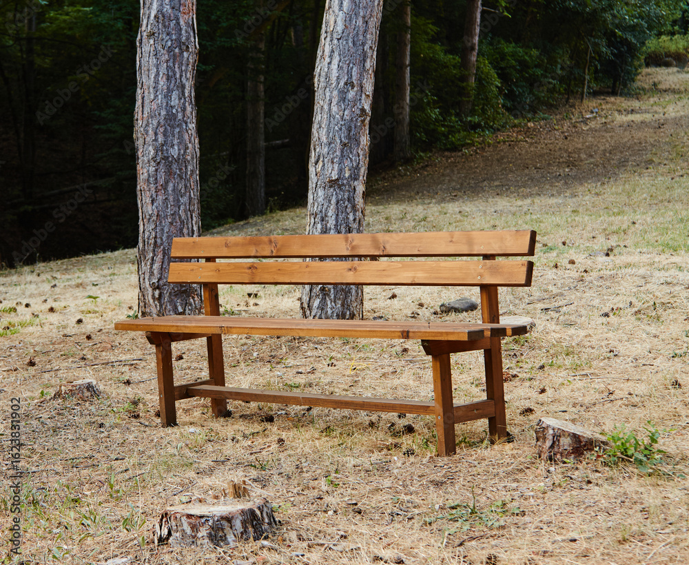 Empty wooden bench on sunny day in picnic area. Concept of relaxation, peace and quiet Empty wooden bench on sunny day in picnic area. Concept of relaxation, peace and quiet
