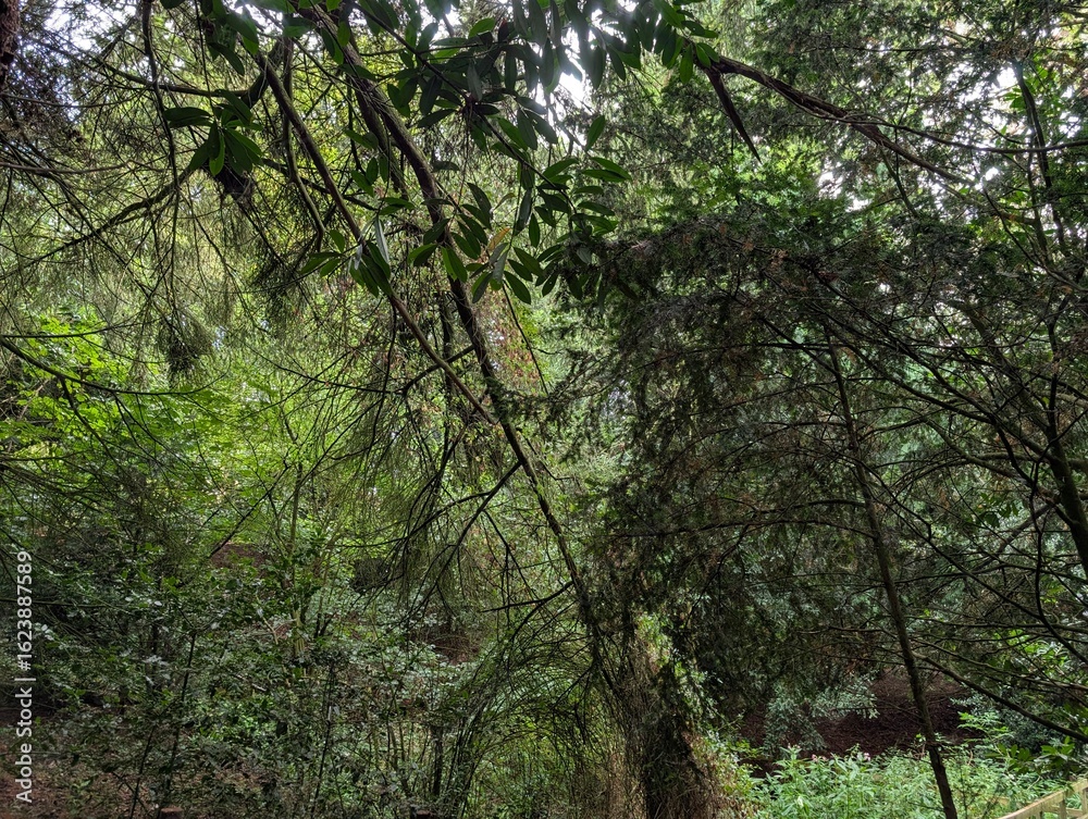 Fototapeta premium View of verdant woodland greenery and plant life growth in England UK sunny summer day 