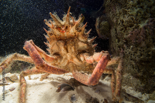Fotografía Lesser Spider Crab (Maja Crispata), Mediterranean Sea, Alghero, Sardinia, Italy