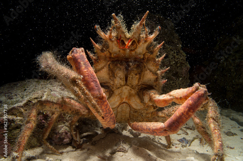 Canvastavla Lesser Spider Crab (Maja Crispata), Mediterranean Sea, Alghero, Sardinia, Italy