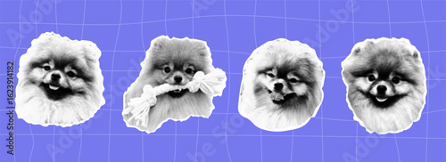 Halftone Collage design set with dog. Collage Pomeranian dog
