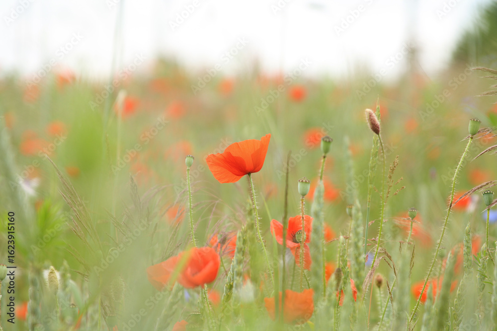 Fototapeta premium field of poppies