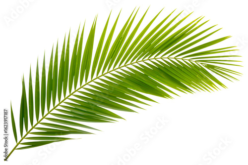 A vibrant green palm frond with delicate feathery leaves against a stark black background