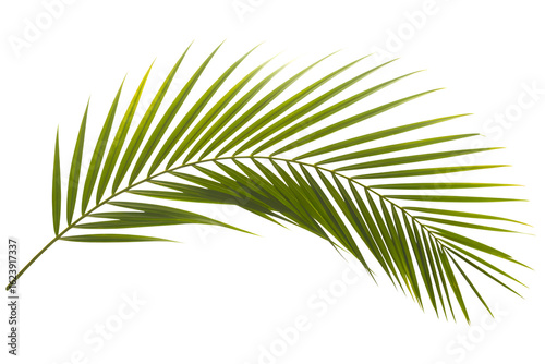 A single vibrant green palm frond curves gracefully against a stark black background