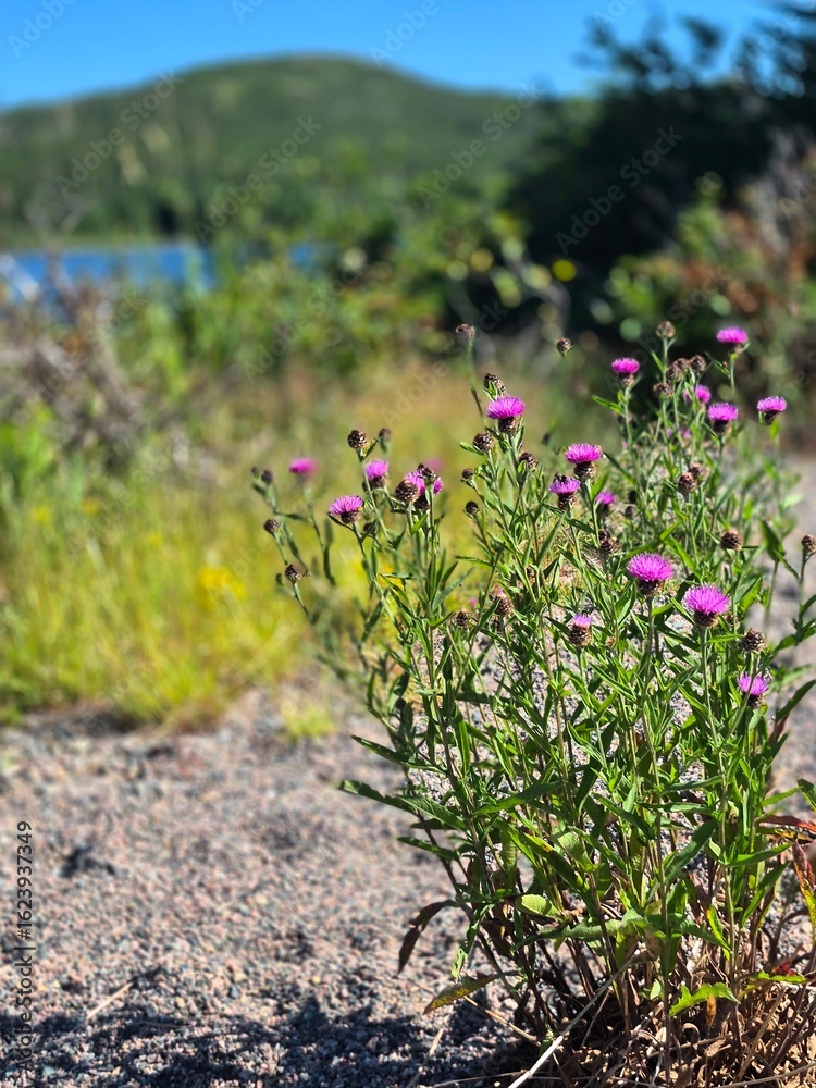 Obraz premium flowers in the mountains