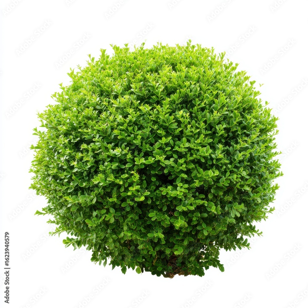 Obraz premium A perfectly round green shrub isolated on white background