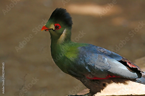 White Cheek Turaco