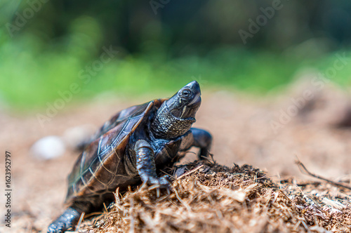 Bild auf Leinwand Mauremys reevesii, commonly known as the Chinese pond turtle, the Chinese three-