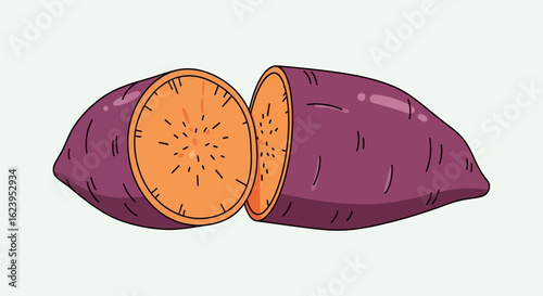 Sweet potato illustration, cut in half to show orange flesh. Healthy vegetable vector art on white background.