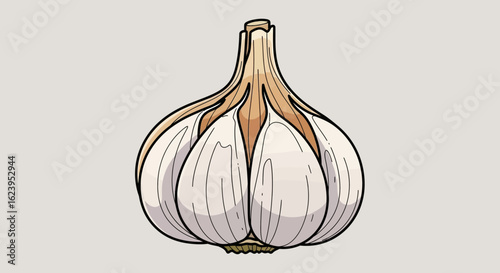 Fresh garlic bulb illustration, a staple culinary ingredient for cooking and health concepts