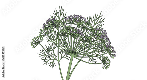 Botanical Illustration of Dill Plant with Green Feathery Leaves and Purple Flowers