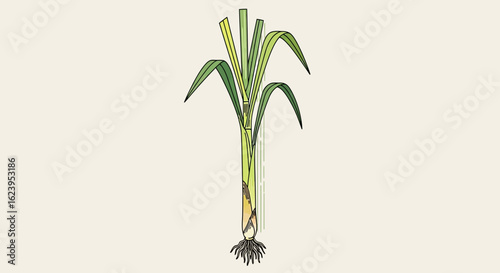 Detailed botanical illustration of a fresh lemongrass plant with visible roots on a plain light background, vintage style.