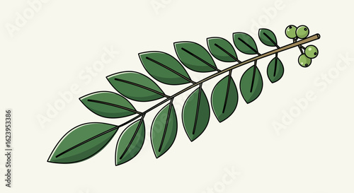 Botanical illustration of a green branch with leaves and developing berries