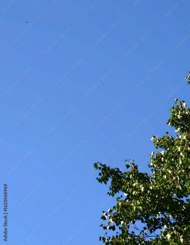 Obraz premium Clear blue sky meets leafy branches