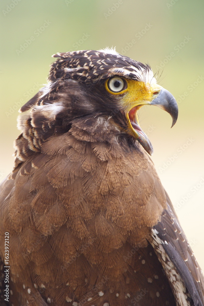 Obraz premium The crested serpent eagle (Spilornis cheela) is a medium-sized bird of prey that is found in forested habitats across tropical Asia