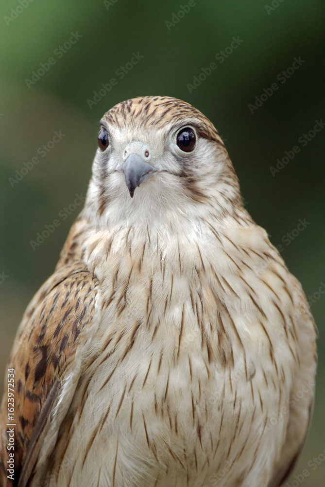 Obraz premium Close-up of a falcon with sharp eyes and detailed feathers, captured with a blurred natural background. Perfect wildlife portrait showing strength and elegance.