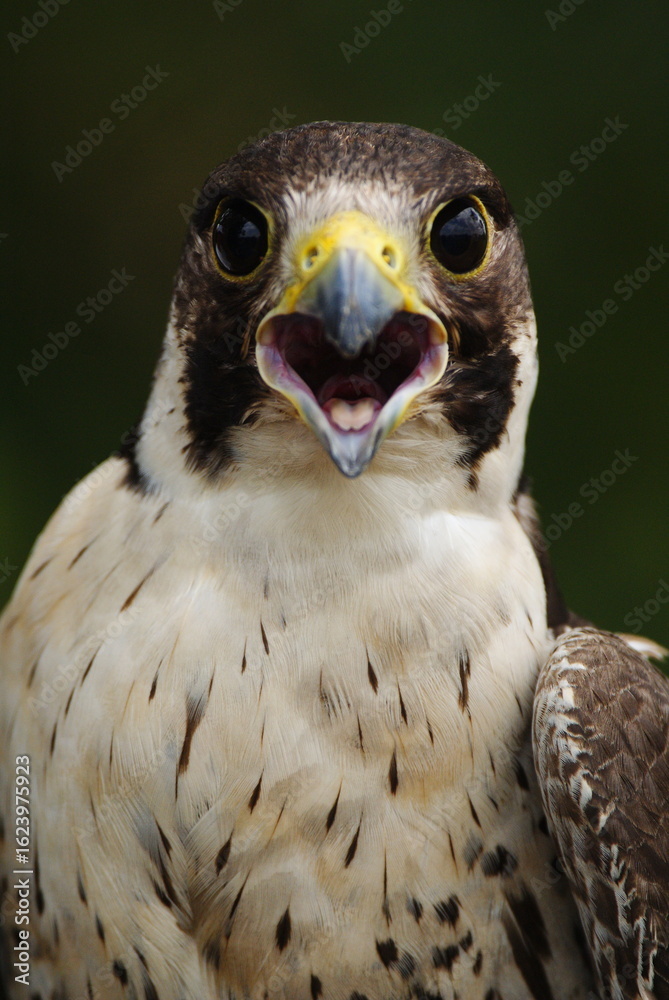 Obraz premium Close-up of a falcon with sharp eyes and detailed feathers, captured with a blurred natural background. Perfect wildlife portrait showing strength and elegance.