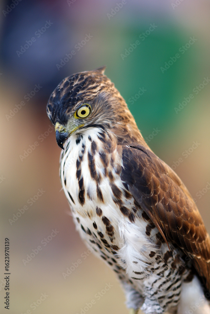 Obraz premium Portrait of a hawk with piercing yellow eyes and spotted chest feathers, symbolizing strength and precision in the wild.