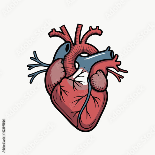 An anatomical heart is depicted in red and blue surrounded by dark outlining