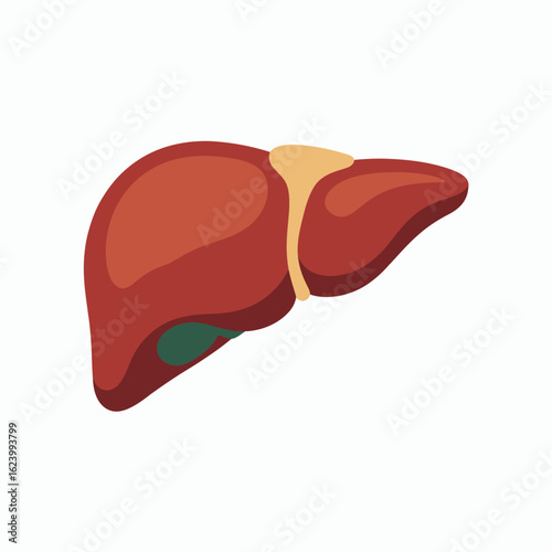Illustration of a human liver red and brown with a yellowish tube and a green gall bladder
