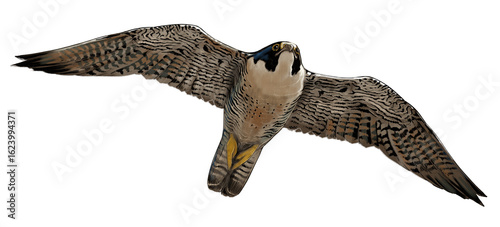 Canvastavla Peregrine falcon (Falco peregrinus) diving at high speed with wings tucked in, the fastest bird of prey in the world, seen worldwide