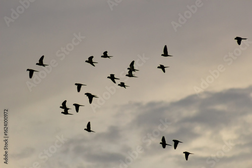 flock of birds flying in the sky