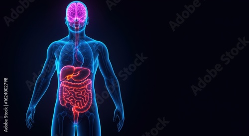 Human Anatomy Digestive System and Brain 3D Model Visualization
