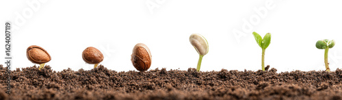 Stages of Seed Germination